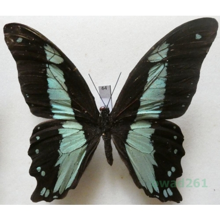 Papilio bromius chrapkowskoides Storace, 1952 Congo 85mm64